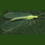 Chrysoperla Rufilabris Larvae In Cells