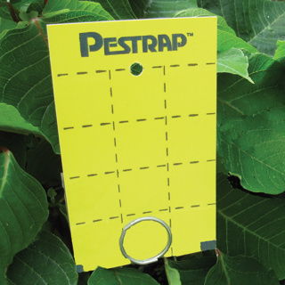 Pestrap Sticky Card Yellow