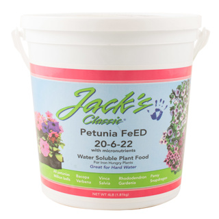 Jack's Petunia 20-06-22