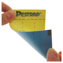 Pestrap Sticky Card Yellow/Blue