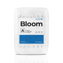 Athena Blended Line Bloom A 5 Gallon